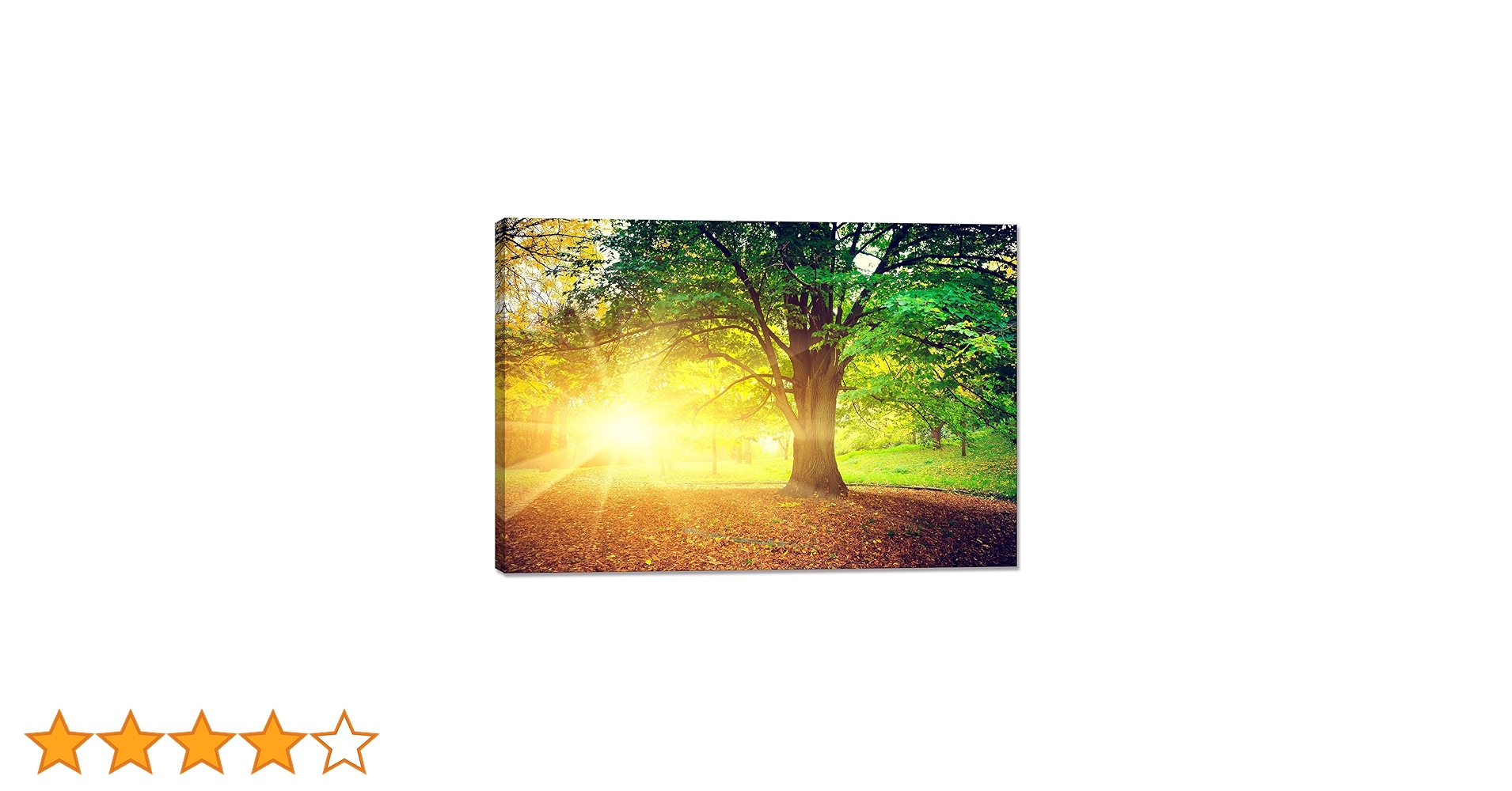 Amazon.co.jp: アートパネル 森林 太陽の光 ポスター 森の風景